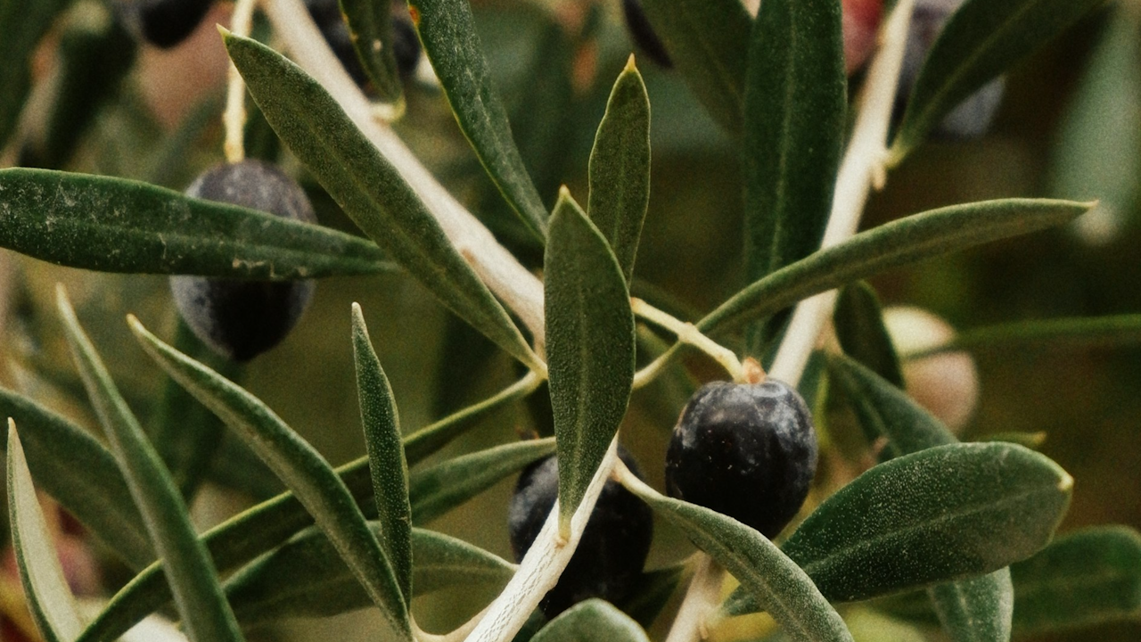 Olio d'Oliva (Olive Oil) - Milk-Based Gelato