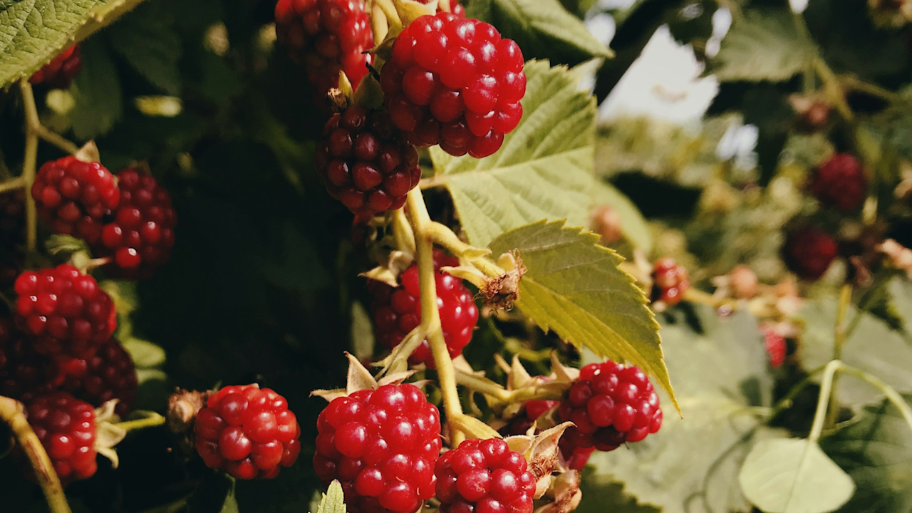 Raspberry Sorbet - Fruit Sorbet